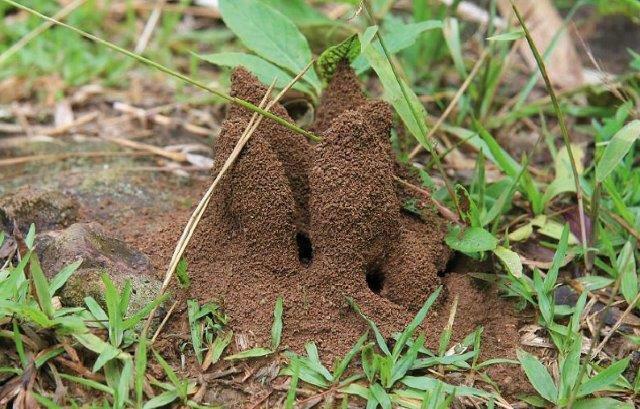 Grote mierenhopen kunnen kale plekken veroorzaken in een gazon. Foto Advanta Seeds