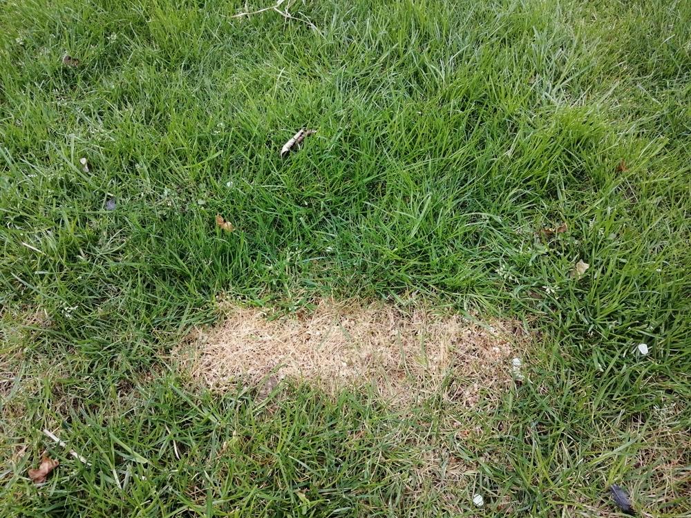 Overbemesting kan het gras vatbaarder maken voor gazonziektes. Foto: Gazonexpert.be