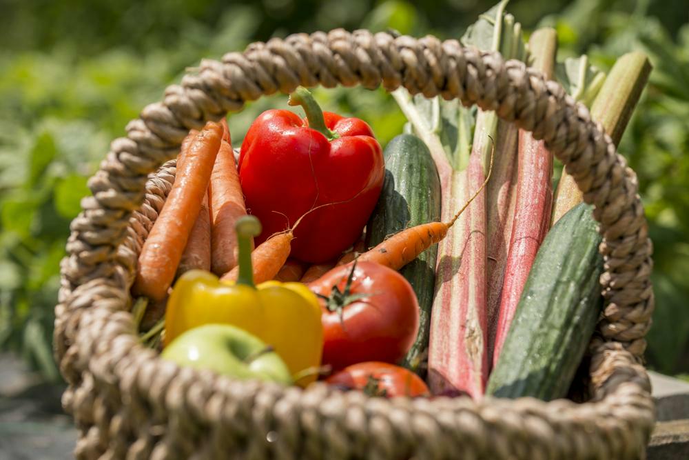 Uit de studie blijkt dat je eigen groenten en fruit kweken, voor de aanmaak zorgt van de gelukshormonen serotonine en dopamine. Foto: Substral®