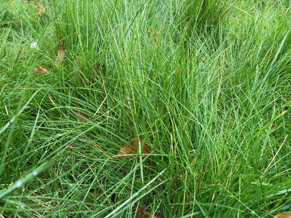 Regelmatig het gras maaien en bemesten voorkomt gazonziektes.