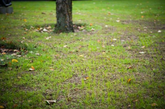 Door een gazon regelmatig door te zaaien, krijg je een sterke en gezonde grasmat.